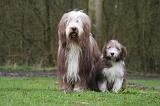 BEARDED COLLIE 308